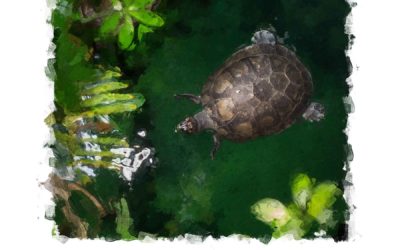 Water Turtle Habitat